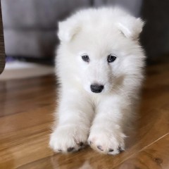  4 lovely Samoyed puppies for sale 