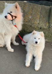  4 lovely Samoyed puppies for sale 